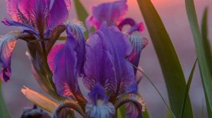 ТЫ ЛЮБИ МЕНЯ ТАКУЮ