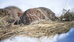 Серая куропатка. Птицы наших лесов