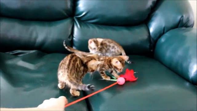 Бенгальские котята и котята породы Чаузи