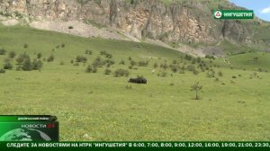 В Ингушетии планируется массовое разведение яков.