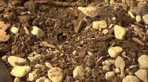 10 Существ, Которые Переживут Ядерную Войну. Зомби Чез