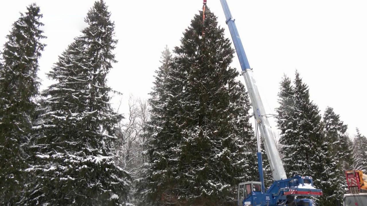 Главную новогоднюю елку России нашли в Щелковском городском округе Подмосковья