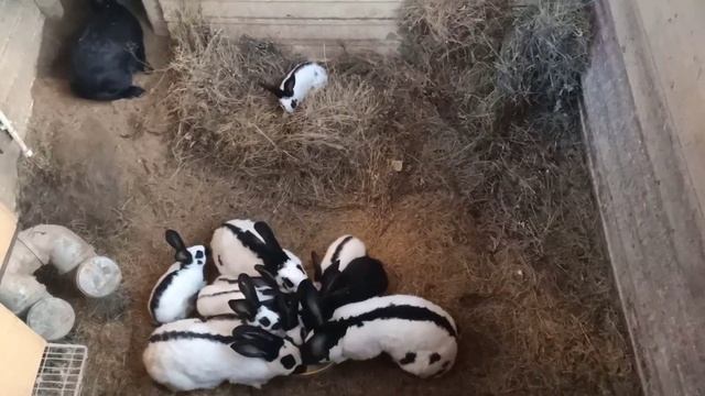 ЯМНОЕ СОДЕРЖАНИЕ КРОЛИКОВ САМОЕ ЛУЧШЕЕ. КРОЛИКИ В ЯМЕ. ПЛЮСЫ ЯМНОГО СОДЕРЖАНИЯ