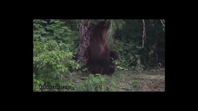 БЕРЕГИТЕ ПРИРОДУ! смотреть онлайн