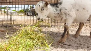 Крис и мама кормят животных на ферме