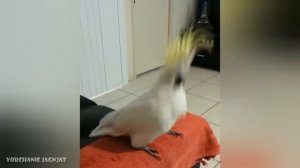 Вечеринка какаду. Подборка с танцующими попугаями