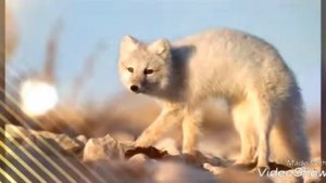 Картинки животных