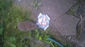 Дикий зверь , пришёл на пир)