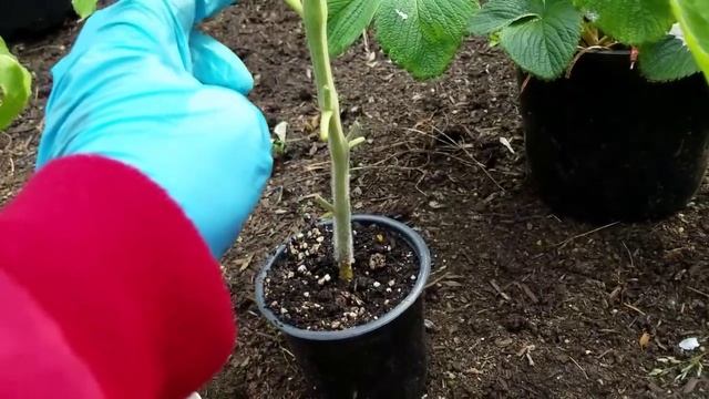 Высадка ТОМАТОВ в открытый грунт / Два томата в одну лунку / Загущенная посадка смотреть онлайн