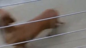 Щенок Восточно-Европейской овчарки. Наше недавнее приобретение.