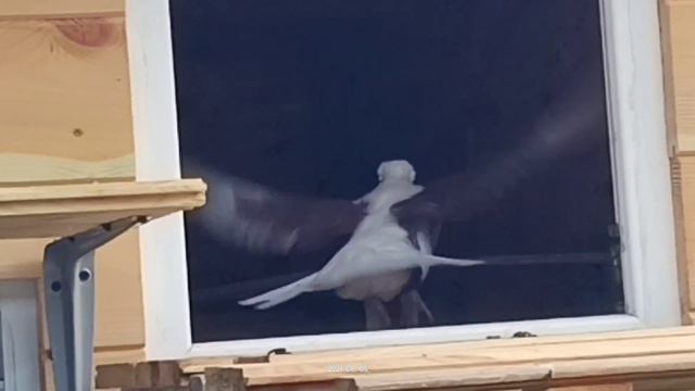 Голуби) Новенький обживается и ждём пополнения 🕊️) смотреть онлайн