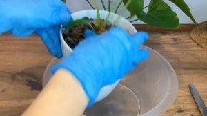 Омоложение антуриума и орхидеи. Состав грунта.