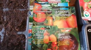 Новинки и любимые сорта томатов.