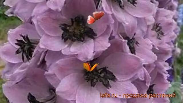 Дельфиниум высокий Дельфис Мисти ? обзор: как сажать, саженцы дельфиниума Дельфис Мисти смотреть онлайн