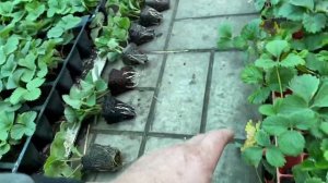 Кассетная рассада Эксперимент с посадкой клубники за 20 дней как выросла и что в чём выгоднее