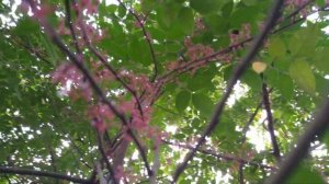 New flower on Averrhoa carambola tree. কামরাঙা গাছে নতুন ফুল। #Nature #Tawfek