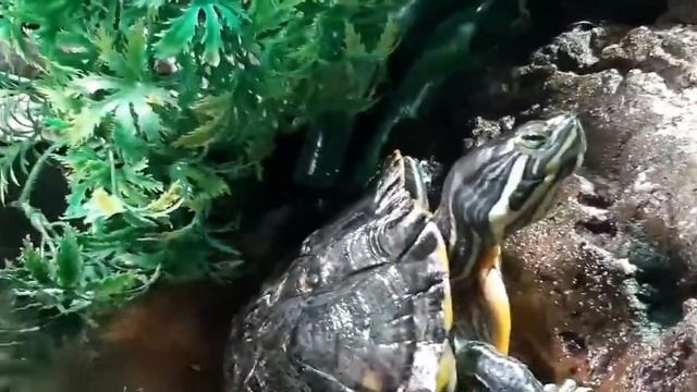 Trachemys scripta troosti aquarium смотреть онлайн