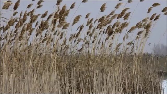 М.Ю.Лермонтов - ТРОСТНИК