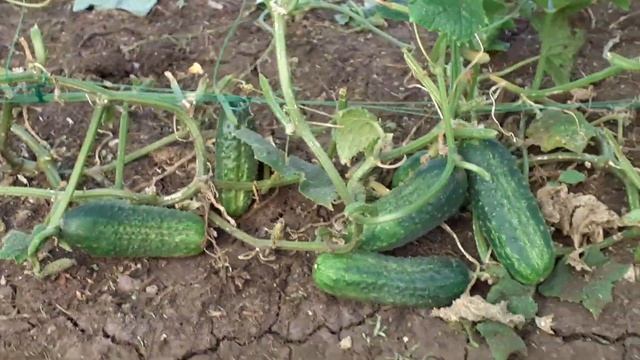 Огурцы. Надо ли рыхлить землю после полива.... смотреть онлайн