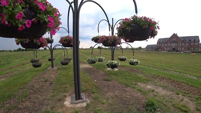 "Добропарк": Чем заменили поля тюльпанов? | Арт-локации с петуниями смотреть онлайн