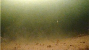 Подводная съемка на Белом море  Июль 2022