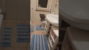 British кошка ходит на унитаз