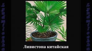 Размещение комнатных растений (Западное окно)