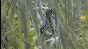 Спаривание стрекоз