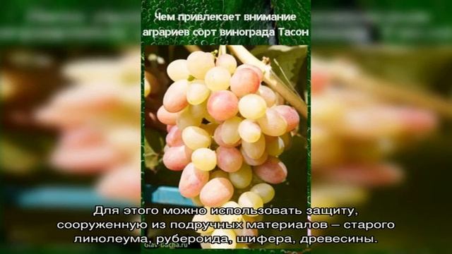 Чем привлекает внимание аграриев сорт винограда Тасон смотреть онлайн