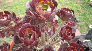 Эониумы: черенкуем правильно