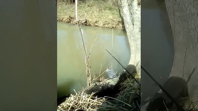 Голавли в апшеронске