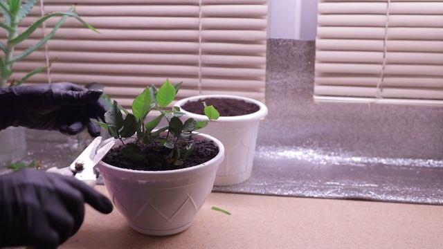 УКОРЕНЕНИЕ РОЗ С ПОМОЩЬЮ АЛОЭ