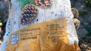 Кипарисовик элвуди. Высаживаю в открытый грунт.