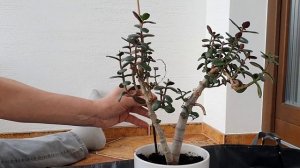 Зачем я сделал Бансай из денежного дерева?