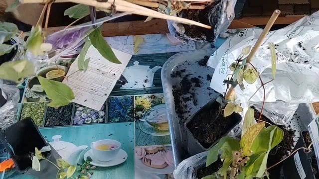 Посылки с саженцами из 