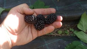 #Shorts Ежевика сорт Вождь Чиф Джозеф!!!