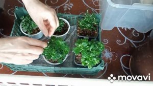 Черенкую хризантему зимой