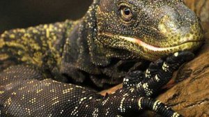 ДОМАШНИЕ ПИТОМЦЫ, КОТОРЫЕ СОЖРАЛИ СВОИХ ХОЗЯЕВ