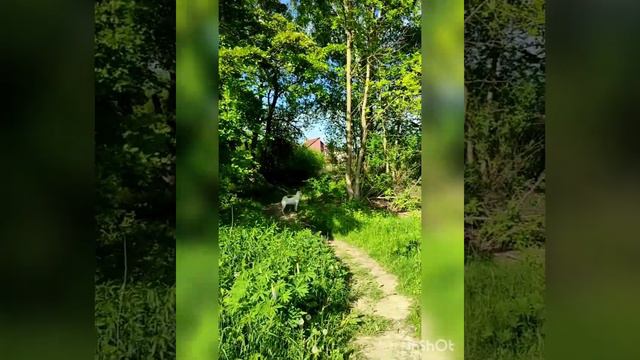 Июнь. Жизнь в посёлке. Прогулка с собакой. смотреть онлайн