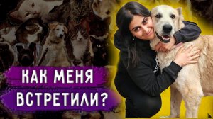 Реакция животных на мой приезд из Москвы. Кот Принц умер. В гостях у Световидовой Юлии.