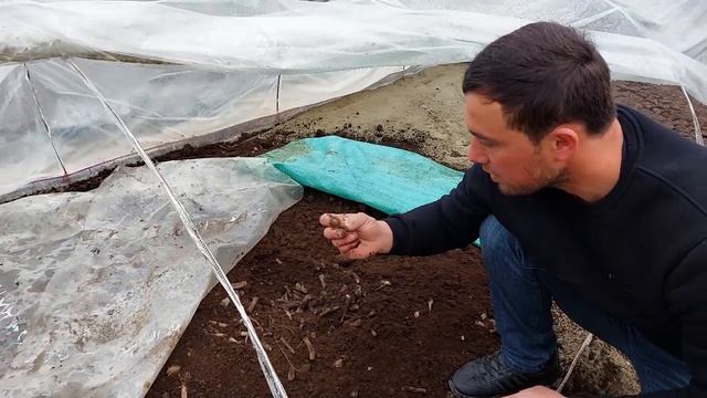 Павловния илдиз қаламчалари қандай экилади #Павлония #Pavloniya #Paulowia #Pavlonia #Manzara смотреть онлайн