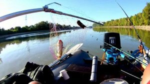 Ловля леща.Рыбалка на реке Кубань.