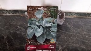#hosta #хоста #голубая /Хоста  гибридная Абиква Дринкин Гурд ( лат.  hosta hybridum). Достоинства