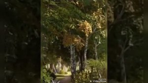 Гомерне ашыктырабыз бугай