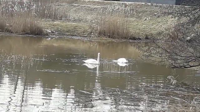 Ритуал - онлайн Сохран. К Богу Ра. смотреть онлайн
