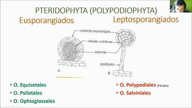 Licófitos y Helechos (video complmementario ZOOM) смотреть онлайн