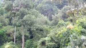 Полёт Гиббона (flight of the gibbons) женщина не долетела