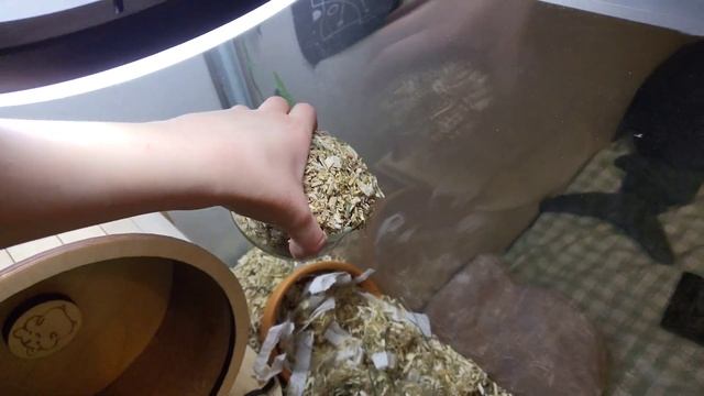 НЕБОЛЬШАЯ УБОРКА У ХОМЯКОВ смотреть онлайн