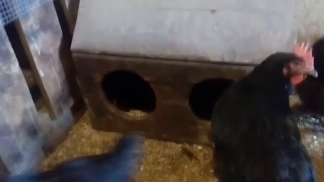 Как заставить кур нестись в одно время смотреть онлайн