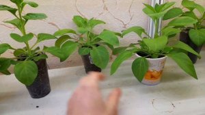 Петуния из своих семян, собранных с гибридных сортов.